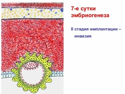 Образование двухслойного зародыша происходит на стадии
