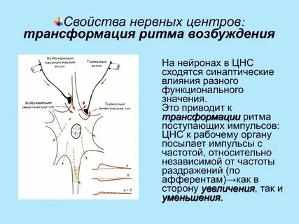 К телу нейрона возбуждение передается по