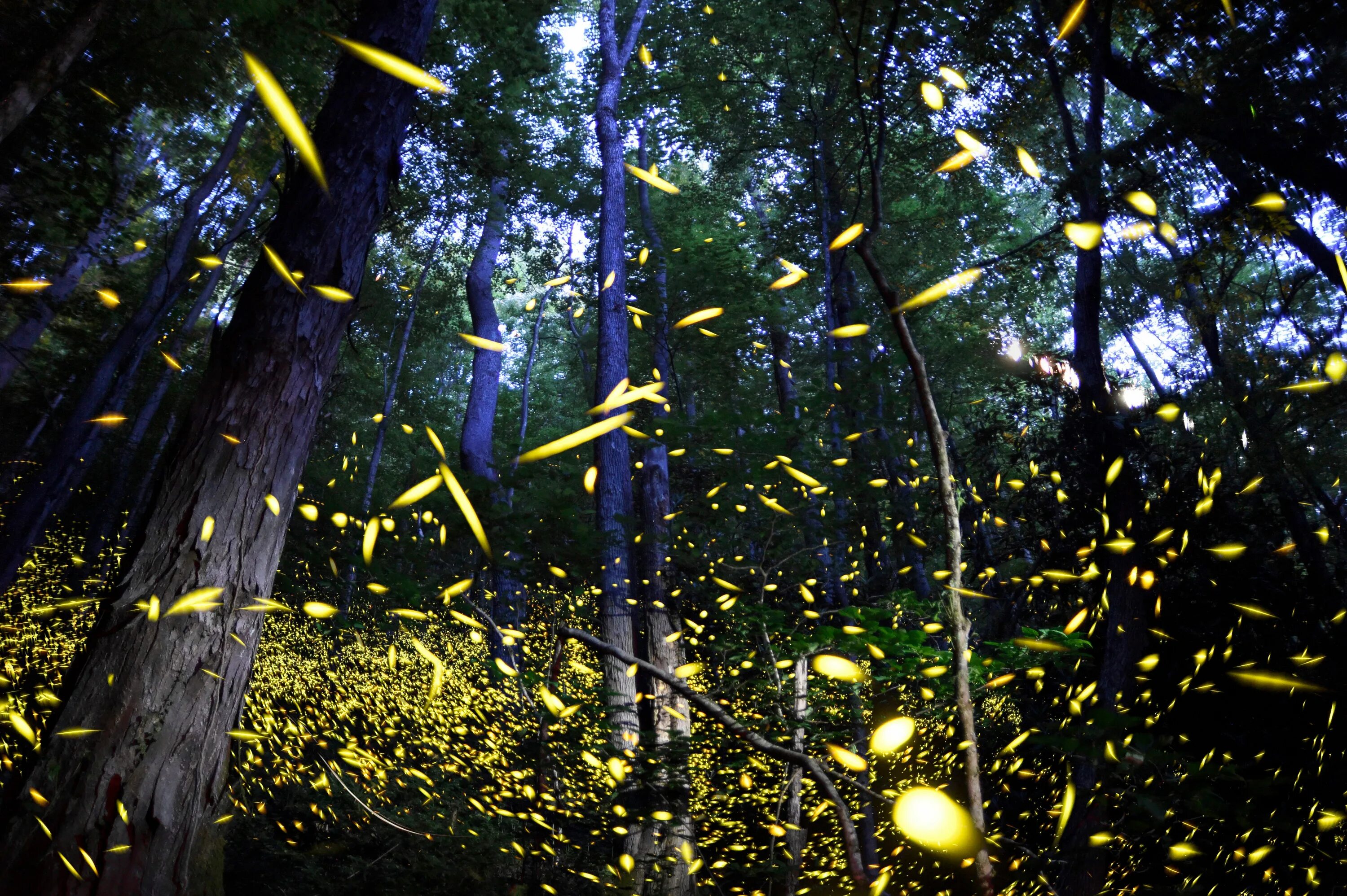 Fireflies spaceouters. Fireflies spaceouters