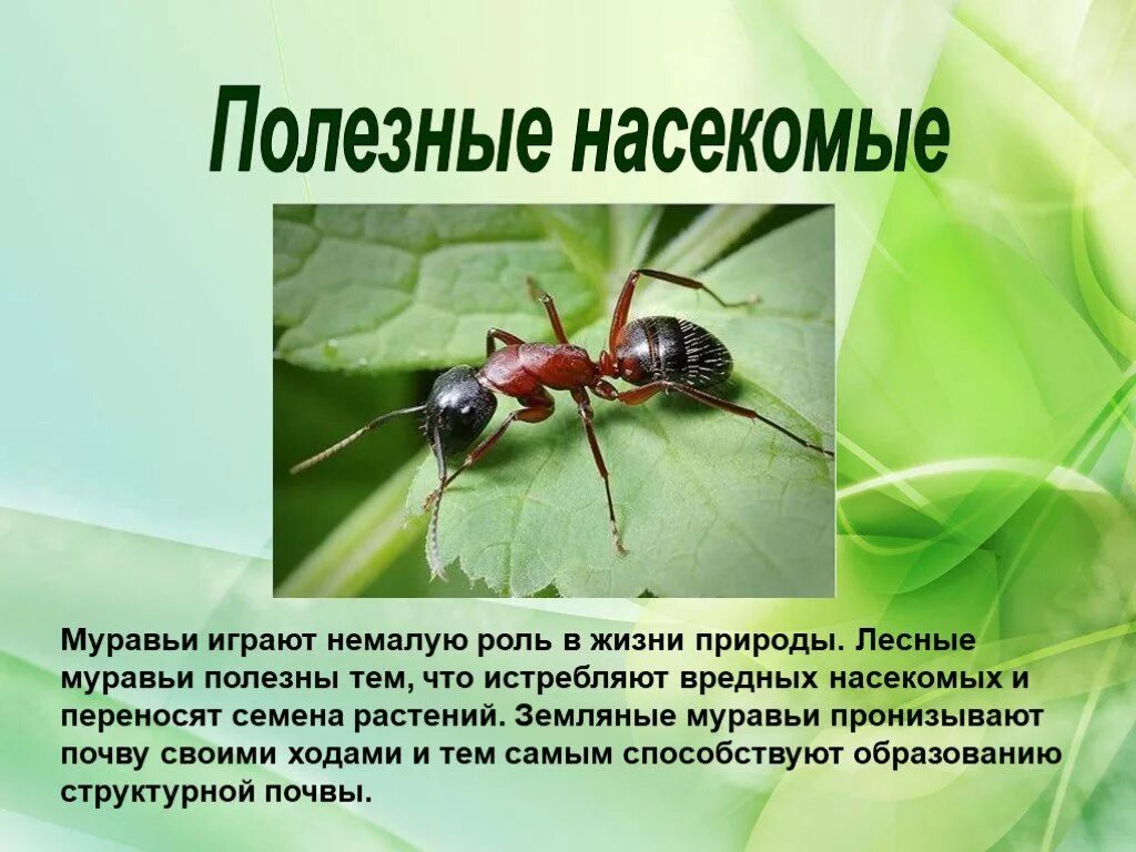 Какие среды освоили жуки. Полезные насекомые. Полезные и вредные насекомые. Полезные насекомые леса. Полезные насекомые для человека.