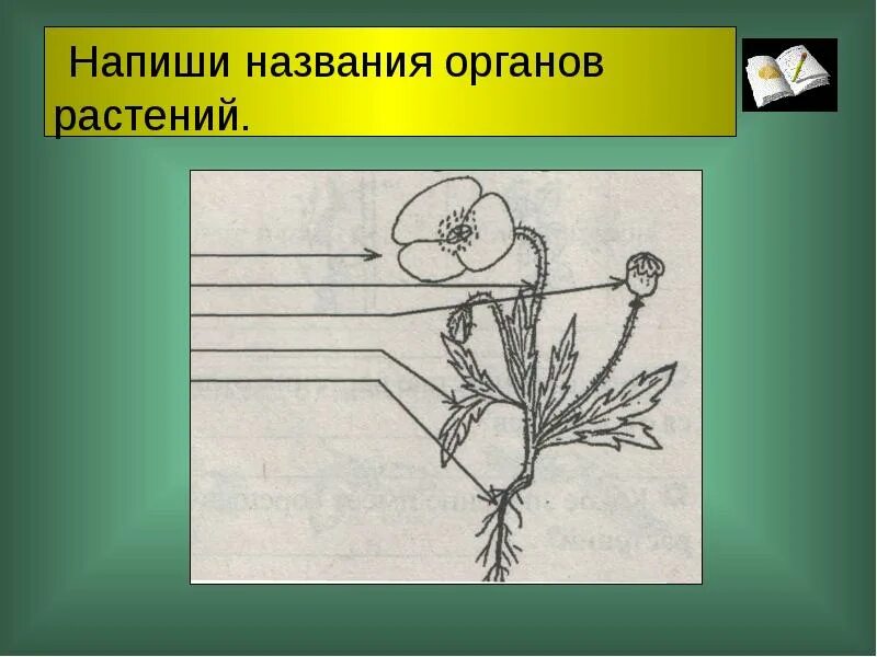 Растения не имеющие органов называется. Запиши названия растений. запишите названия органов растения. напишите названия органов цветка. задание 1 запишите название органов растений.