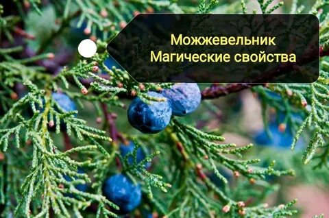Можжевельник свойства