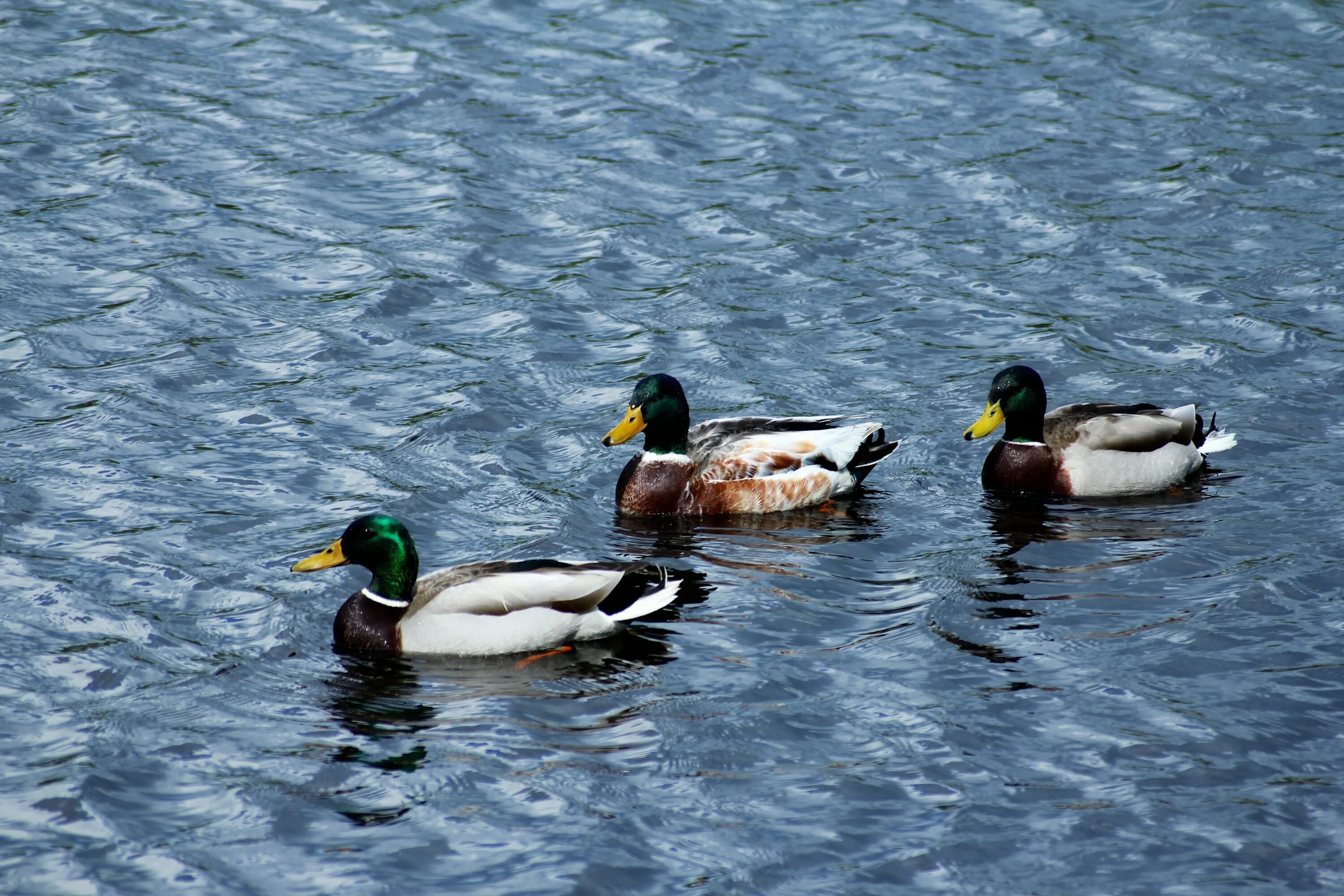 Duck com. Водоплавающие птицы на реке Иркут. Иванов с. "водные птицы". Утка в кувшинках. Миникряква.