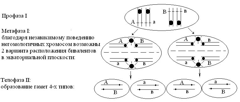 Случайное сочетание негомологичных хромосом в мейозе