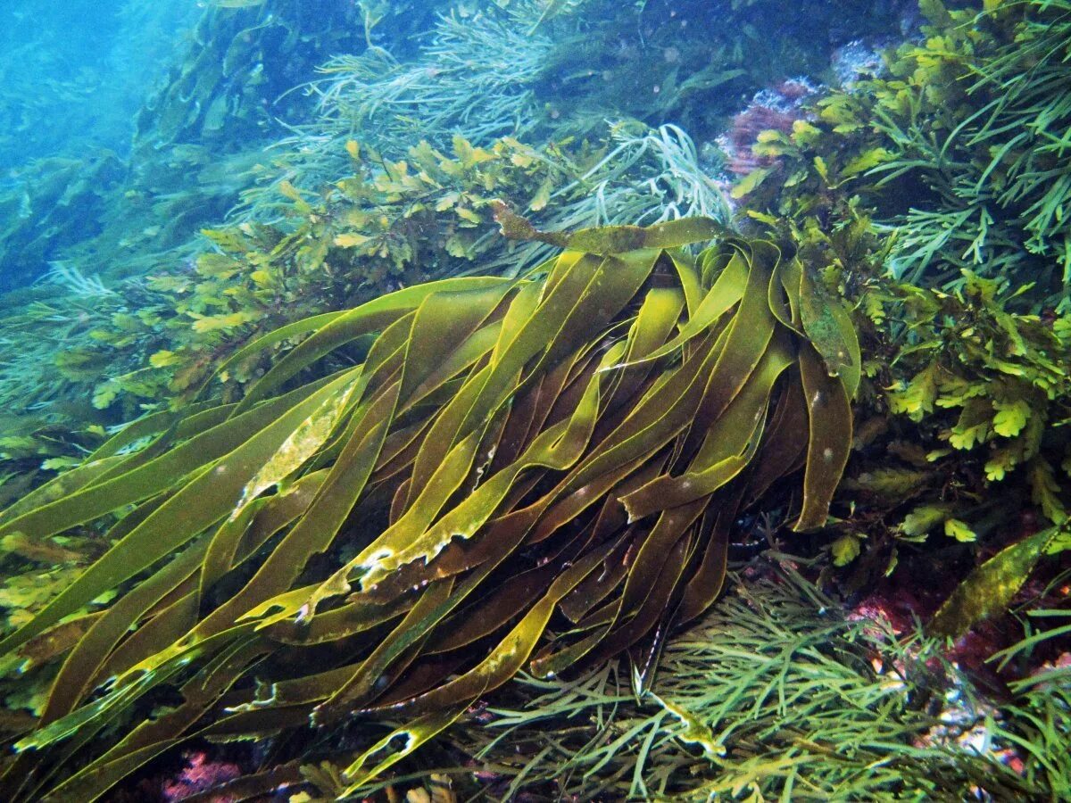 Бурые водоросли ламинария. Лессония ламинариевидная. Лессония водоросль. Морской ламинария бурая водоросль.