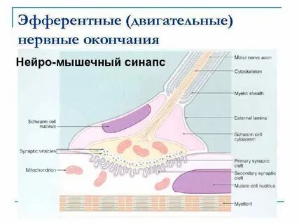 Нервные окончания мышц