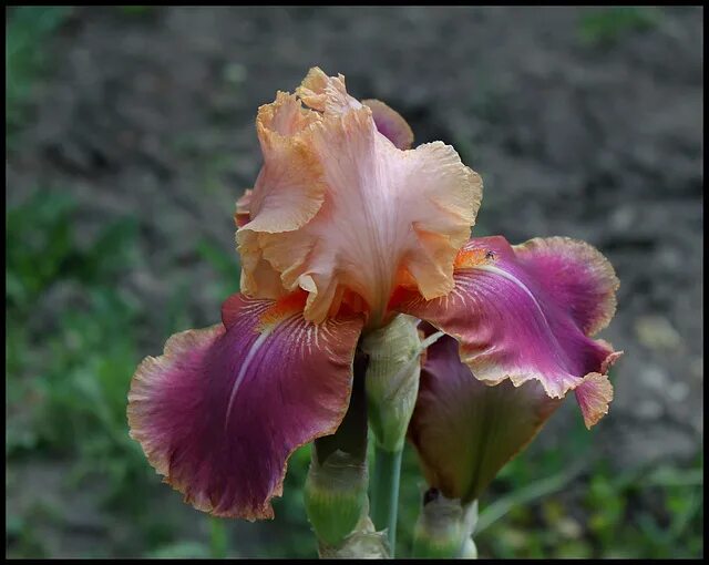 шарп дрессед мэн ирис дрессед мэн. ирис фузион. ирис lavender breeze. ирис перпл. ирис претти китти.