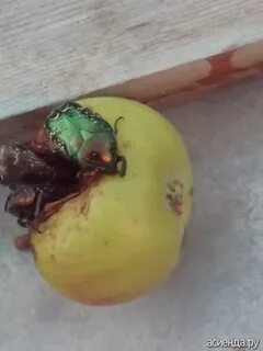 Яблони жук
