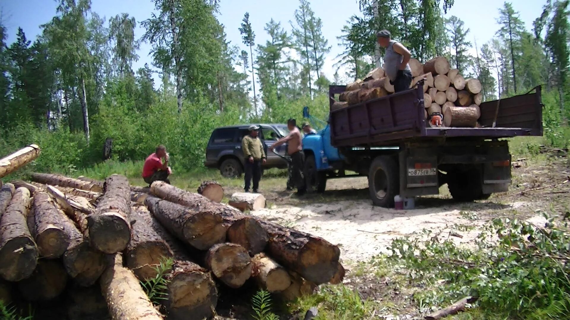 кража леса. чёрные лесорубы приморский край. кража дерева. воровство леса черным лесорубам. хищение леса.