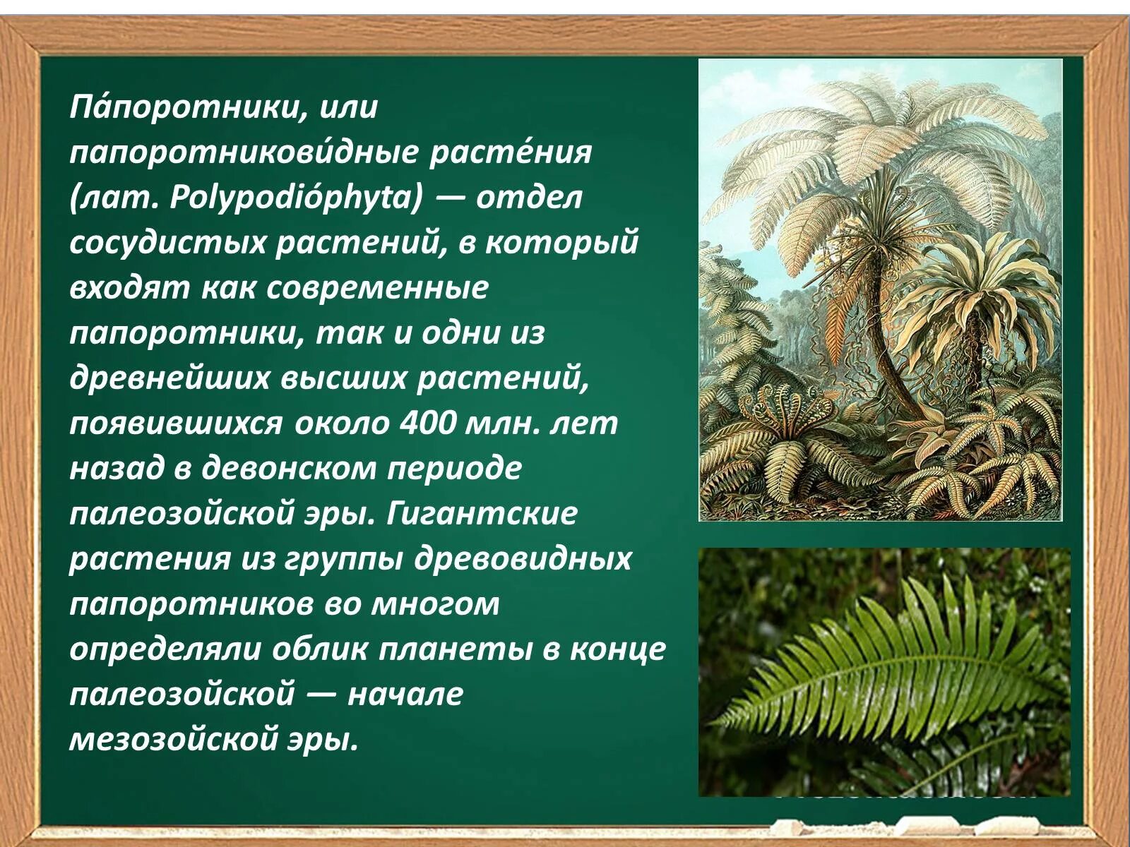 Семенные папоротники Пермского периода. Папоротникообразные биология. Вымерыщие древовидный папоротник. Семенные папоротники Эра. Каково значение семенных растений в природе