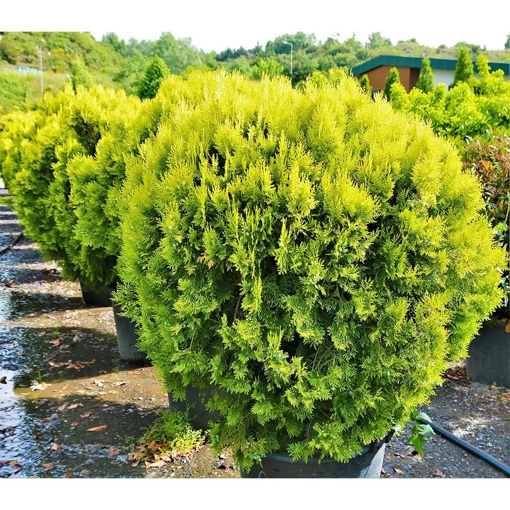 Туя меняет цвет. Туя Западная Мириам. Туя Ауресценс. Туя Мирджам. Туя Аргентеа.