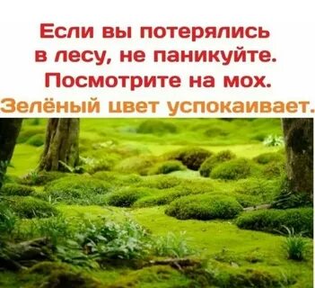 Я смотрел на леса и думал