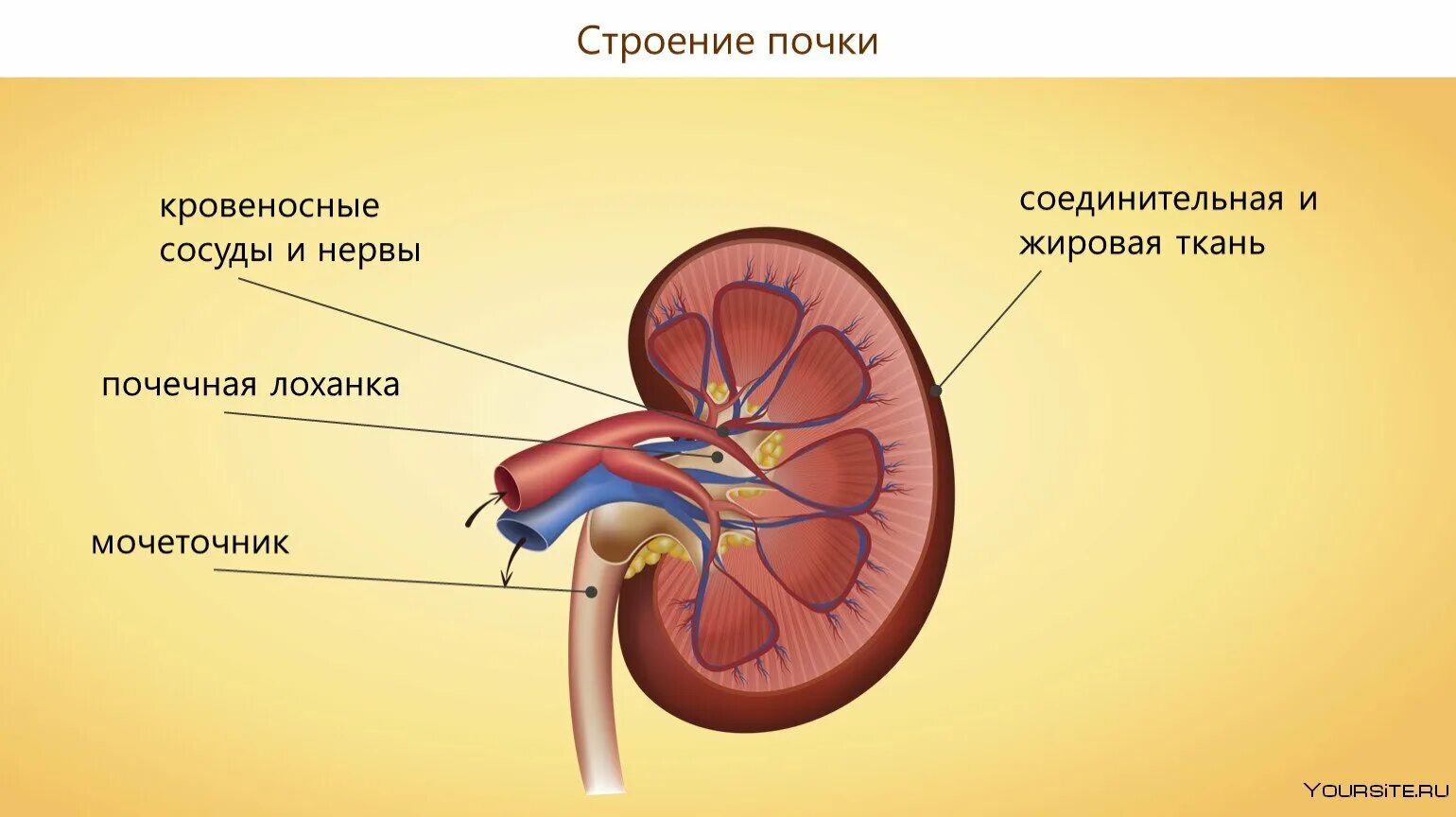 На рисунке 2 изображено строение почки. Строение почки. Строение почки рисунок. Почка строение анатомия. Внутреннее строение почки.