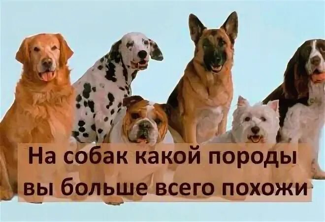 Собаки подходящие девам