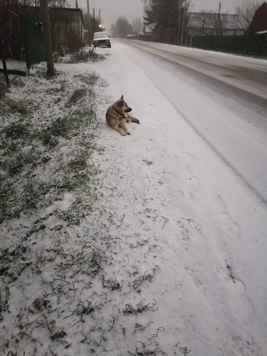 Собака на дороге. Собаки в России. Бездомные животные в деревне. Собака ждет на улице.
