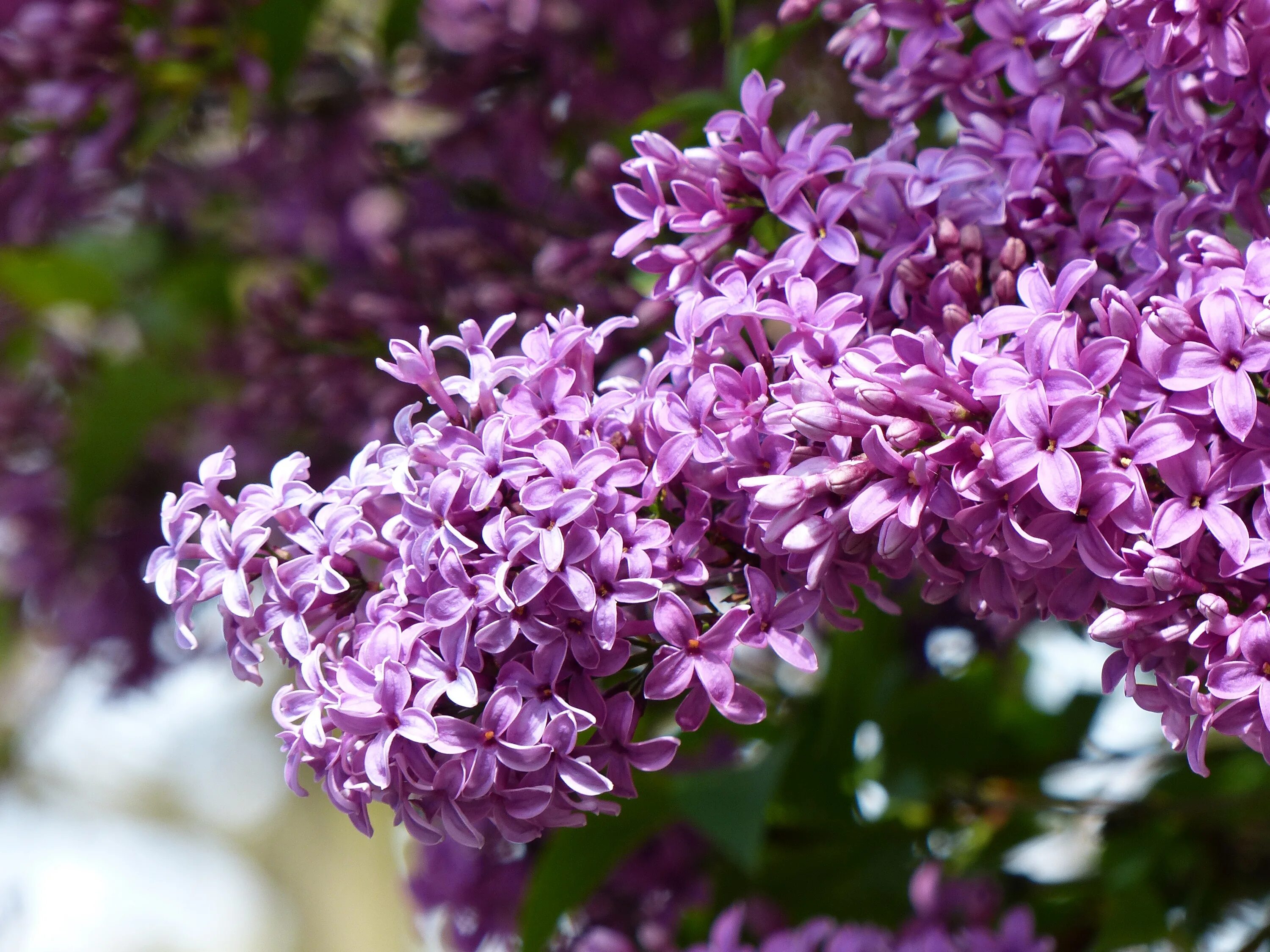 Сирени 4 буквы. Сирень Syringa vulgaris. Сирень Юньнаньская. Syringa yunnanensis сирень Юньнаньская. Сирень гималайская.