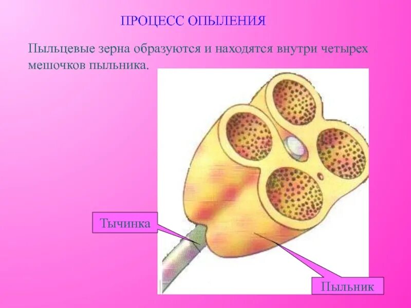 Строение пыльника и пыльцевого зерна. Пыльцевое зерно. Пыльцевой фильтр. Пыльник зерна.