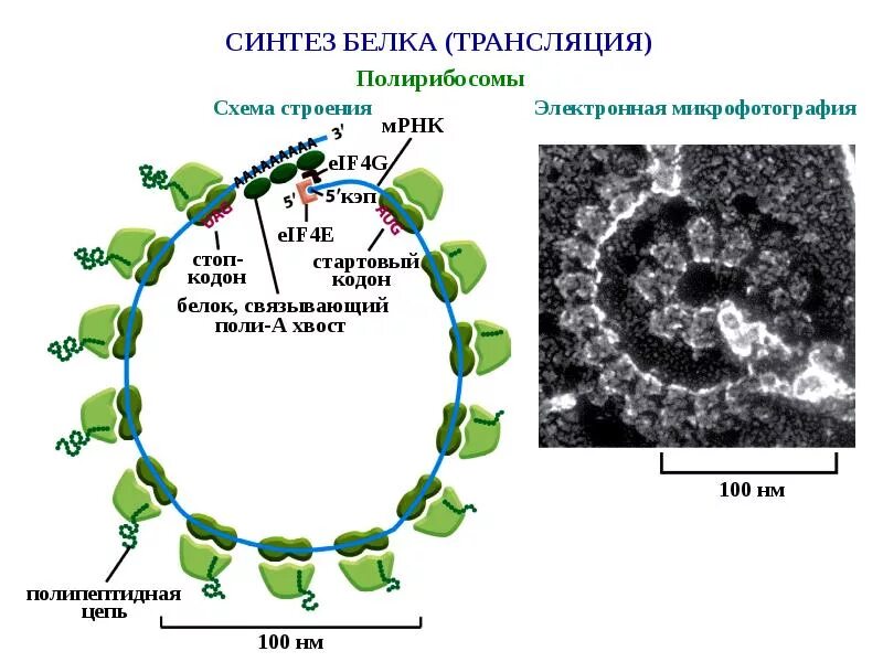 Схема синтеза белка в рибосоме. Полисома Синтез белка. Синтез белка трансляция полисома. Структура белка Биосинтез белка. Синтез белка в растениях