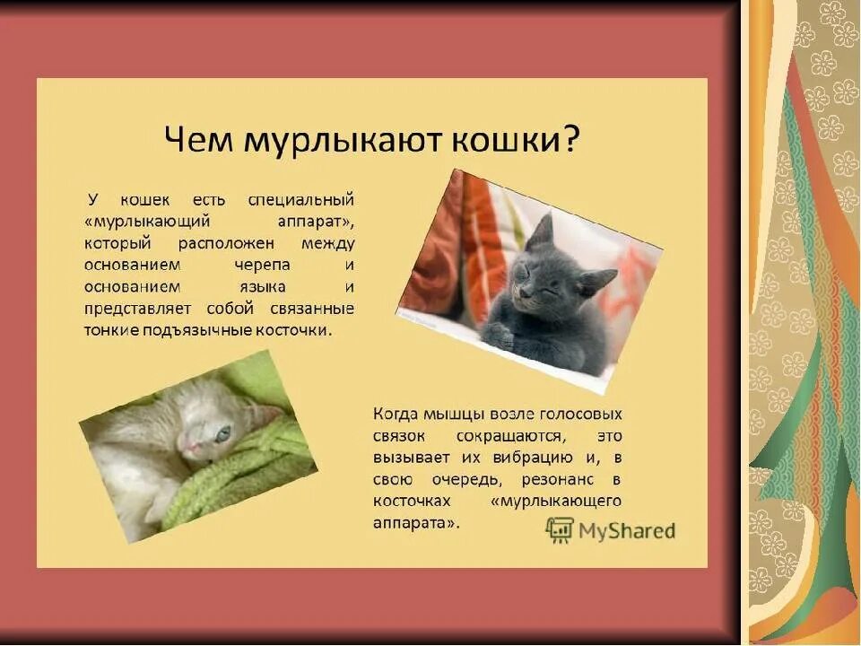 Что значит когда кошка мурчит
