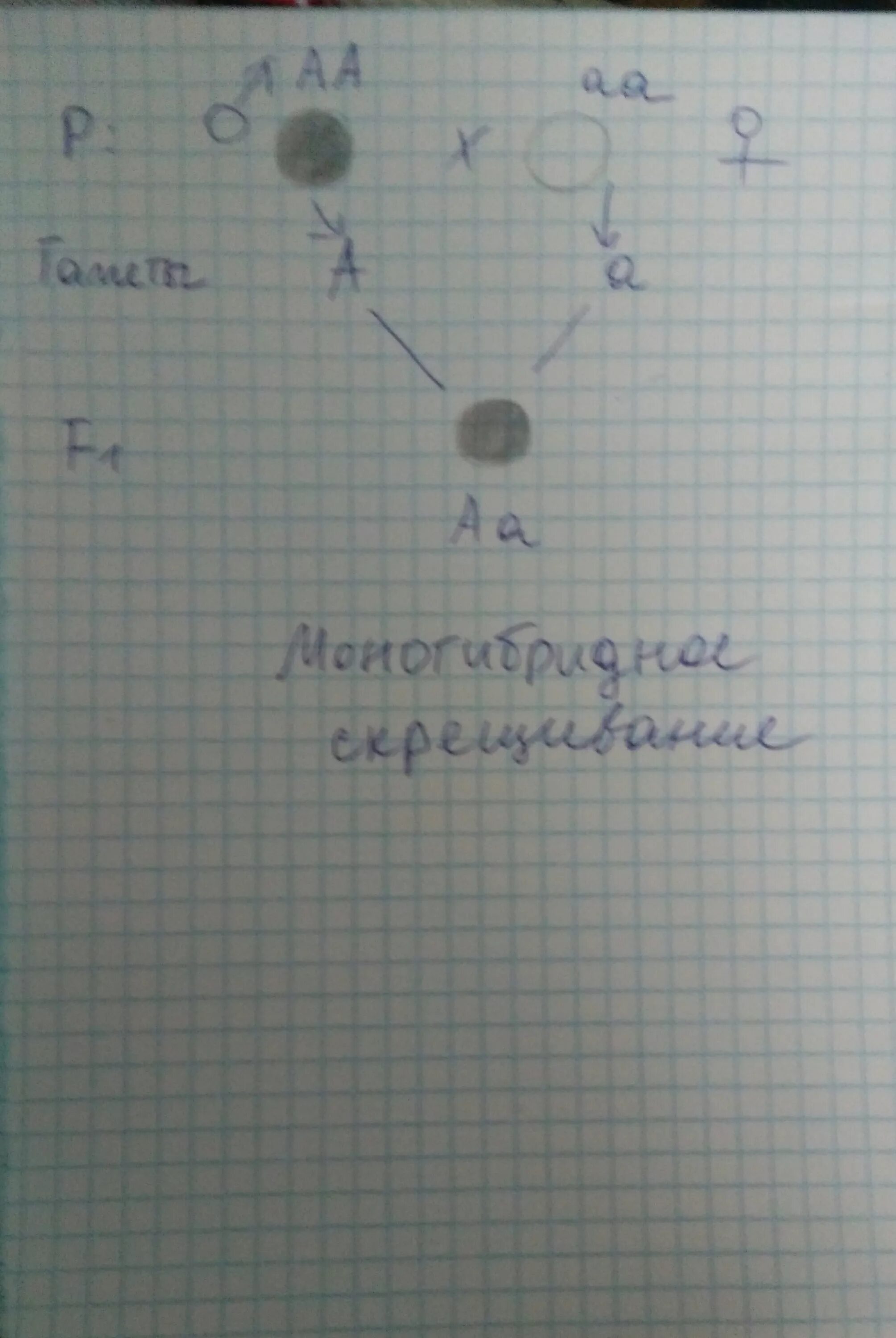 Скрестили белого и черного кроликов определите генотип. Скрещивание чёрных и белых кроликов. При скрещивании черных кроликов. При скрещивании кроликов получились и чёрные и белые. Белый кролик АА скрещивается с черным.