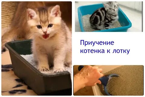 Взяли котенка в 1 месяц