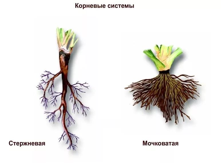 Корни растения бывают. Мочковатая корневая система. Корневая и мочковатая корневая система. Стержневая и мочковатая система корня.