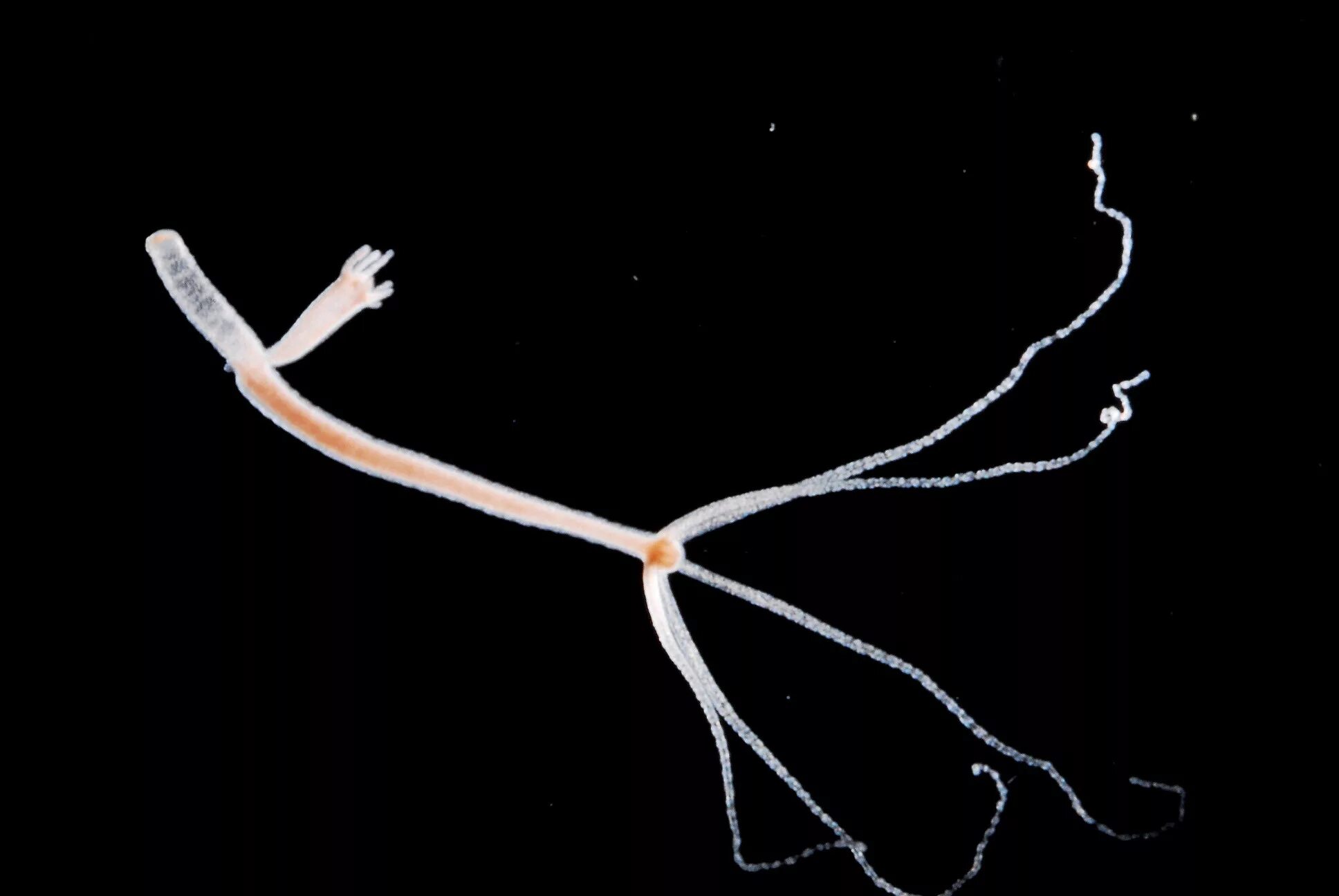 захват пищи клеточным ртом пресноводная гидра