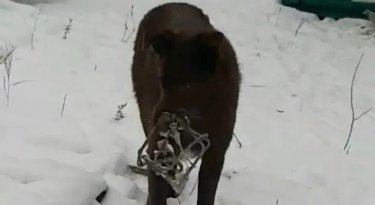 Капканы для собак и медведей.