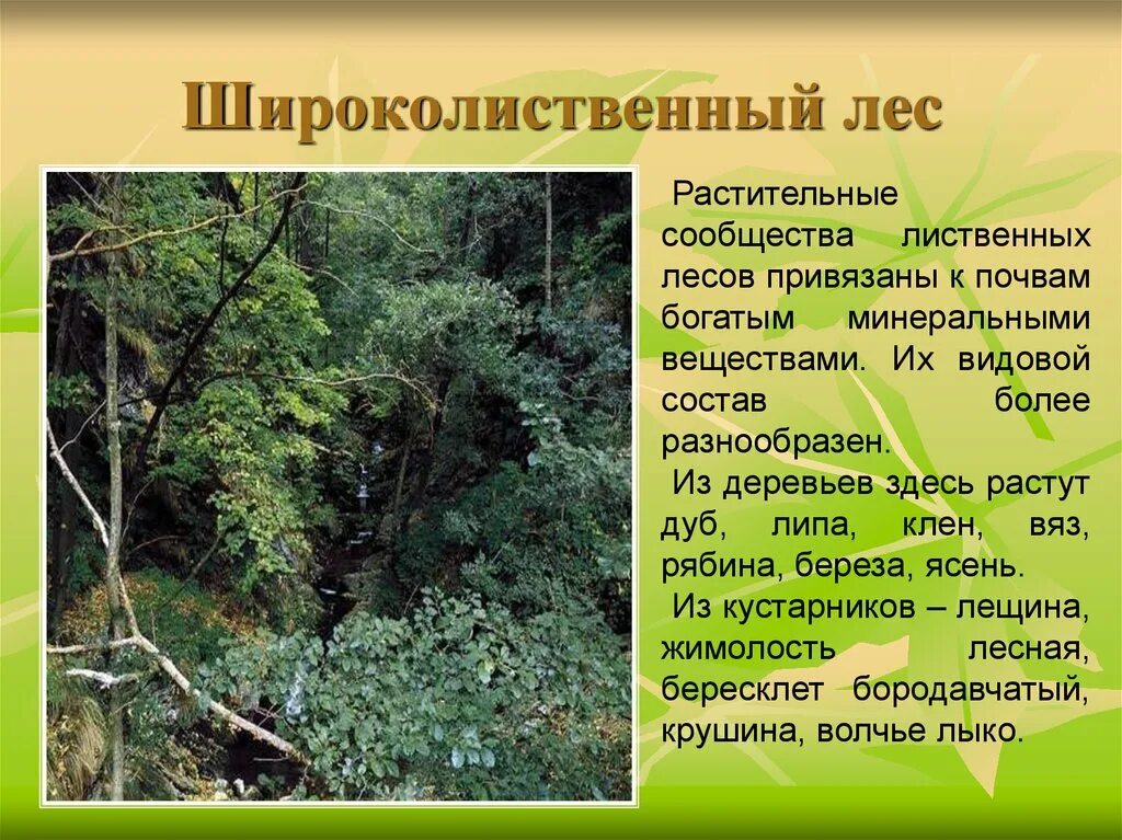 Особенности природной зоны смешанные и широколиственные леса. Зона широколиственных лесов растения. Широколиственные леса информация. Широколиственные леса сообщение. Сообщение о зоне лесов.