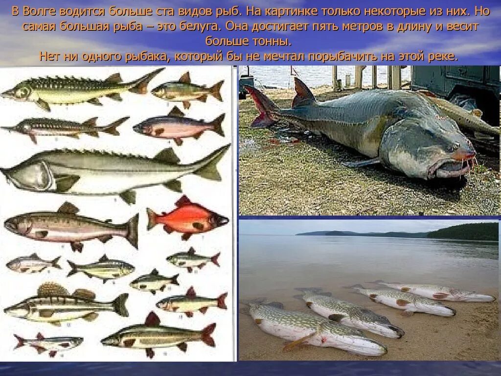 Какие рыбы река волга. Рыбы обитающие в реке Волга Нижний Новгород. Какая рыба водится в Волге. Рыбы которые обитают в Волге. Рыба которая водится в воге.