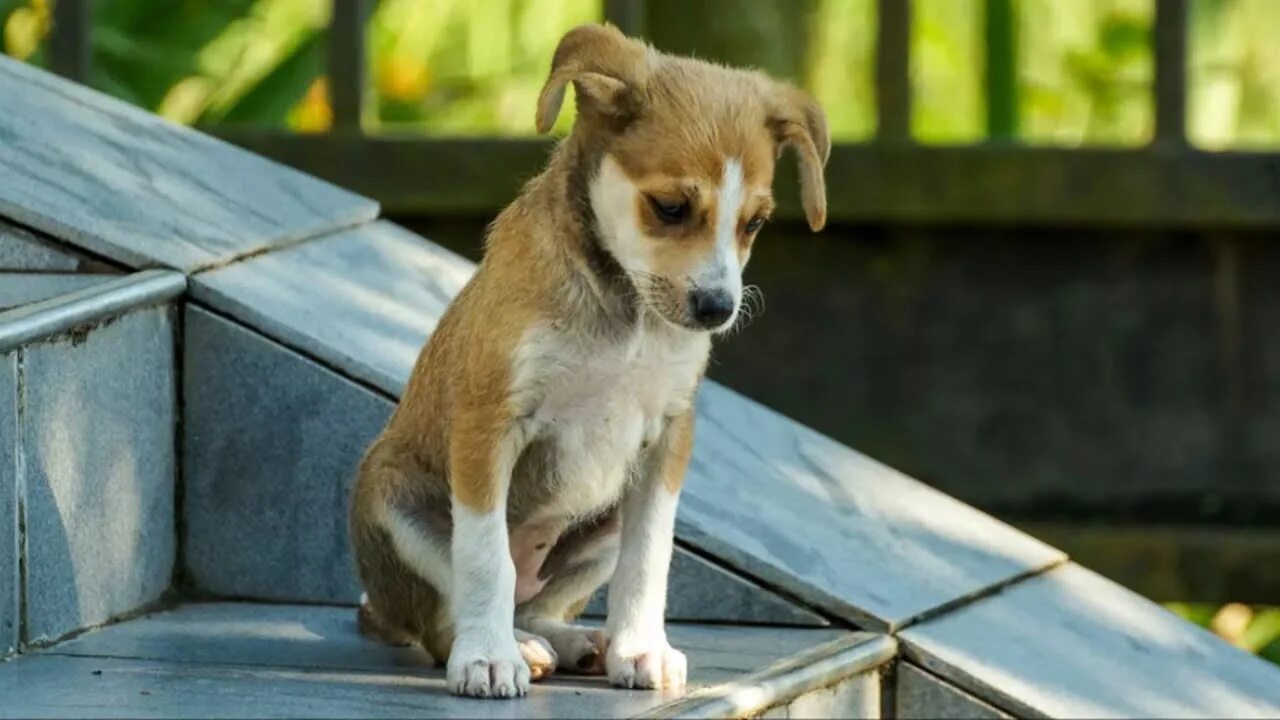 Жалкий щенок. Брошенный щенок. Бездомный щенок. Собачка на улице. Щенок на улице.