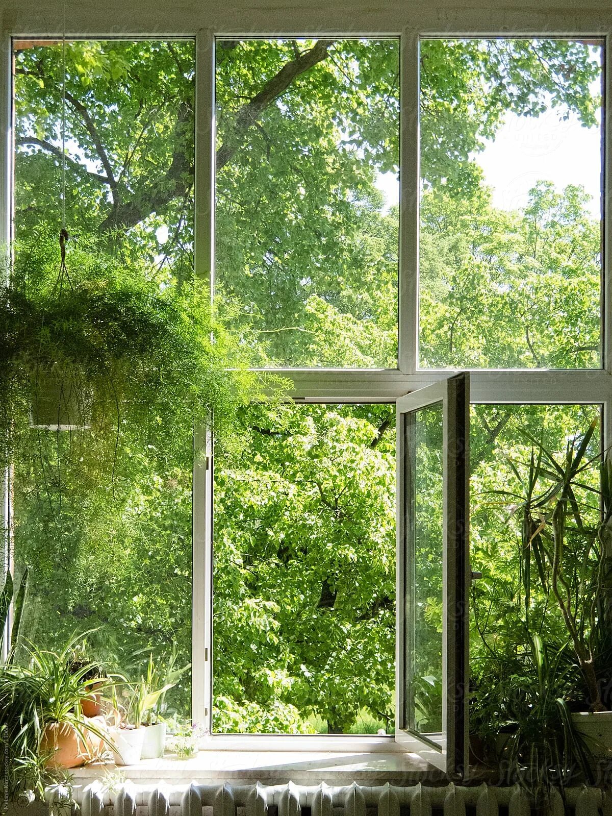 Пластиковые окна в доме. Особняк окно зеленый экран. Вид кусты из окна. Окна из стеклокомпозита. Плющ на стене.