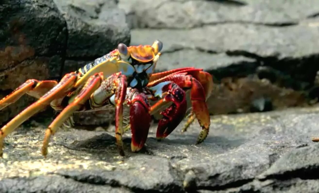 осьминог краб. осьминог. краб осьминог. осьминог охотится. странные американские блюда.