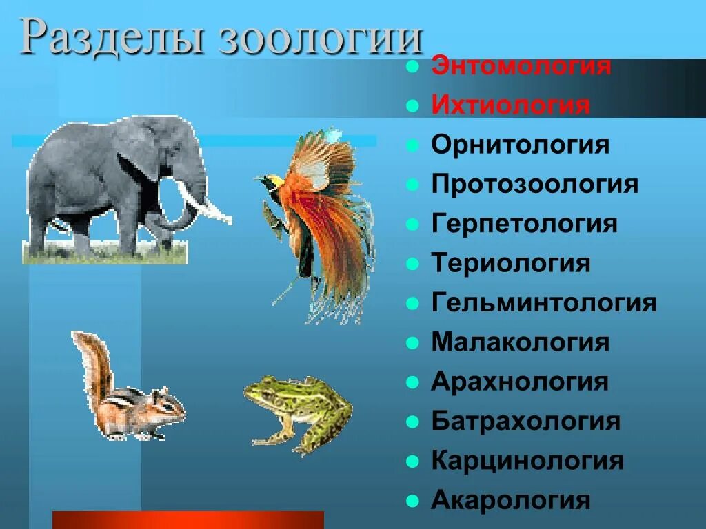 Разделы биологии Зоология. Раздел зоологии изучающий птиц. Науки орнитология Зоология. Орнитология териология герпетология Зоология. Териология это наука изучающая