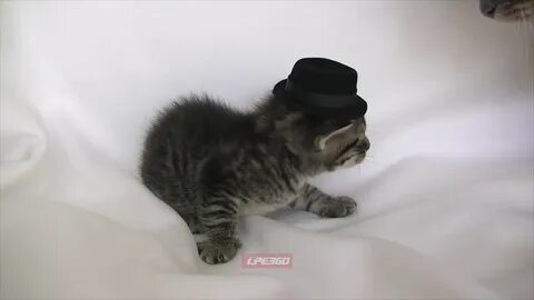 Отпусти кошку