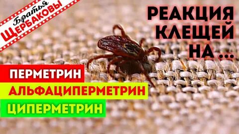 Мелок от клещей