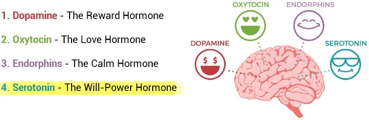 Дофамин серотонин Эндорфин. Дофамин серотонин окситоцин. Допамин окситоцин Эндорфин. Эндорфины гормоны счастья.