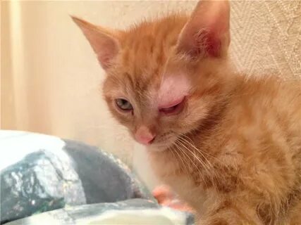 Аллергия на кота глаза