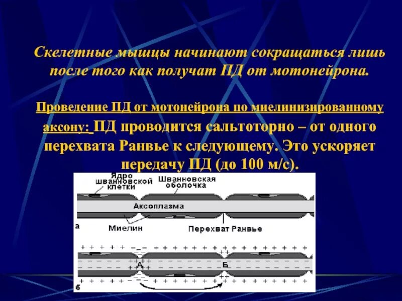 Пд скелетной мышцы. Пд скелетной мышцы физиология. Потенциал действия скелетной мышцы. Миелинизированный Аксон. Передача пд