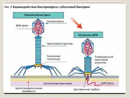 Днк бактериофага лямбда