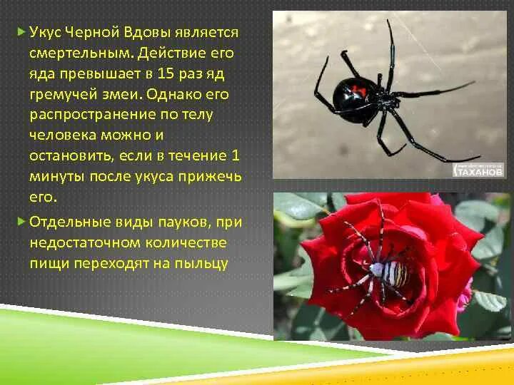 Вдова краткое содержание. Интересные факты о пауках. Черная вдова паук факты. Интересные факты про пук. Сообщение о пауке черная вдова.