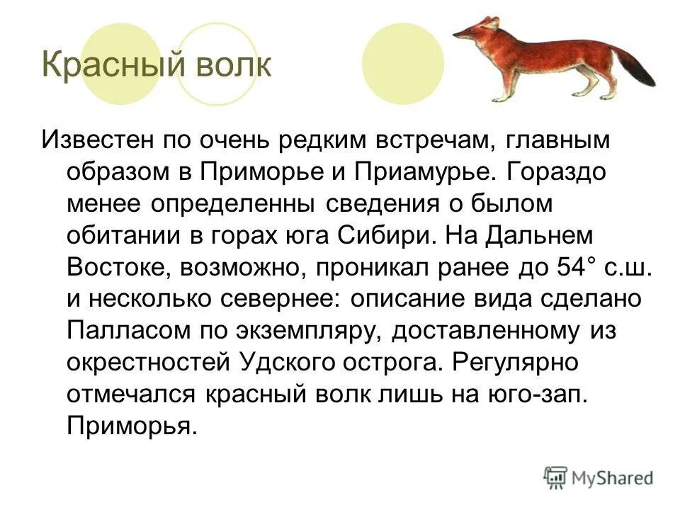 Красный волк красная книга краткое. Красный волк описание. Красный волк презентация. Волк из красной книги. Красный волк из красной книги описание.