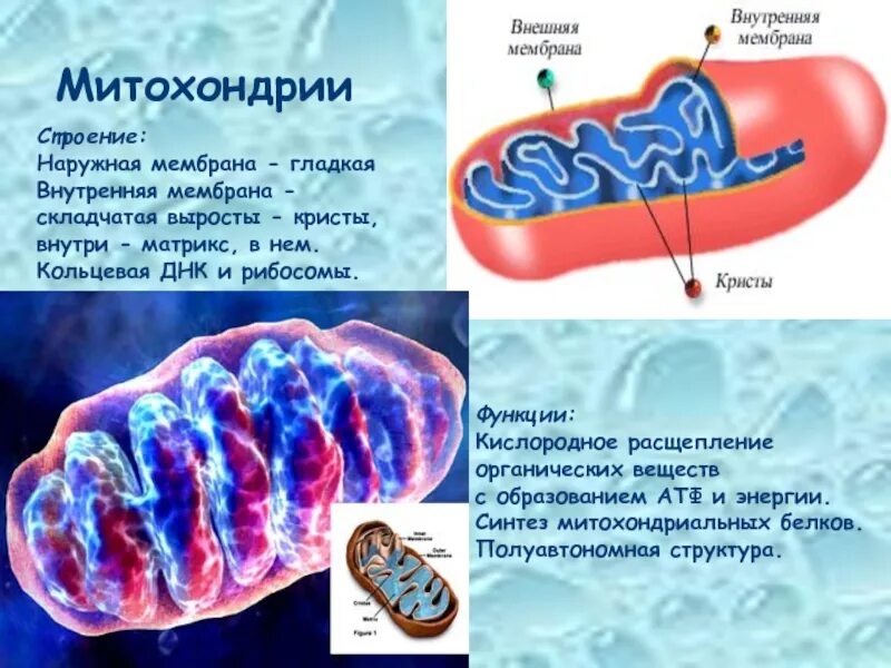 Строение внутренней мембраны митохондрии. Синтез АТФ В митохондриях. Мембрана митохондрий. Митохондрии синтезирование белков. АТФ В митохондриях на кристах.