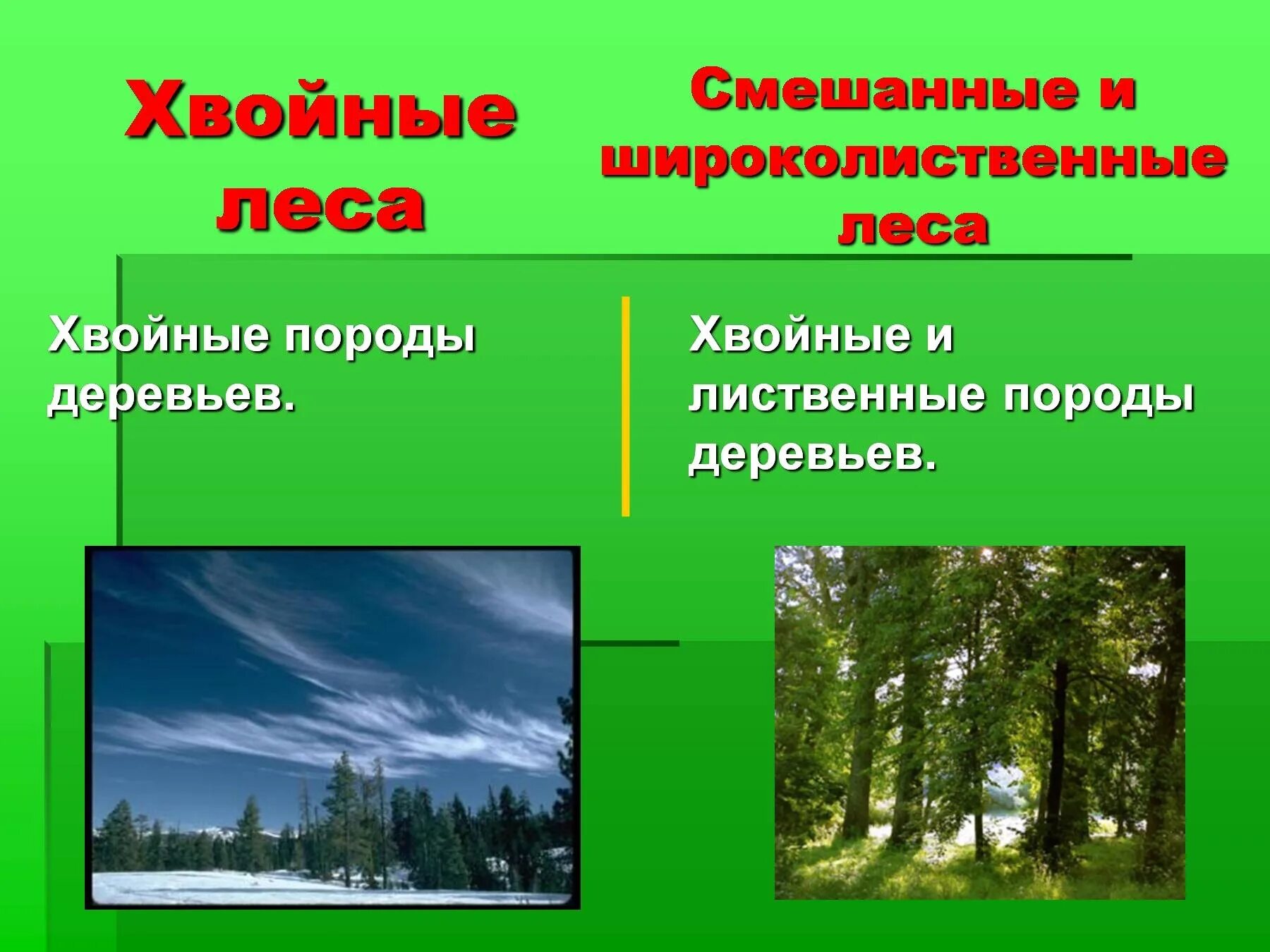 Характерные элементы смешанных лесов. Растения тайги смешанных и широколиственных лесов. хвойные лиственные и смешанные леса. смешанные хвойно-широколиственные леса. хвойные и лиственные породы деревьев.