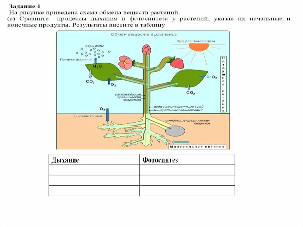 Тест по биологии выделение у растений. Обмен веществ у растений. Схема обмена веществ у растений. Выделение и обмен веществ у растений. Выделение у растений схема.