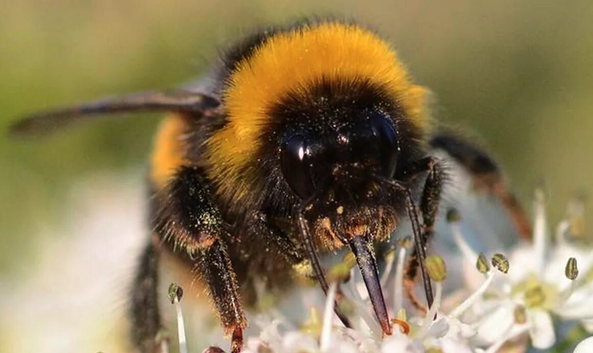 Me we bee. Последний Шмель. Шмель Бунин. Последний Шмель Бунин. Bumblebee животное.