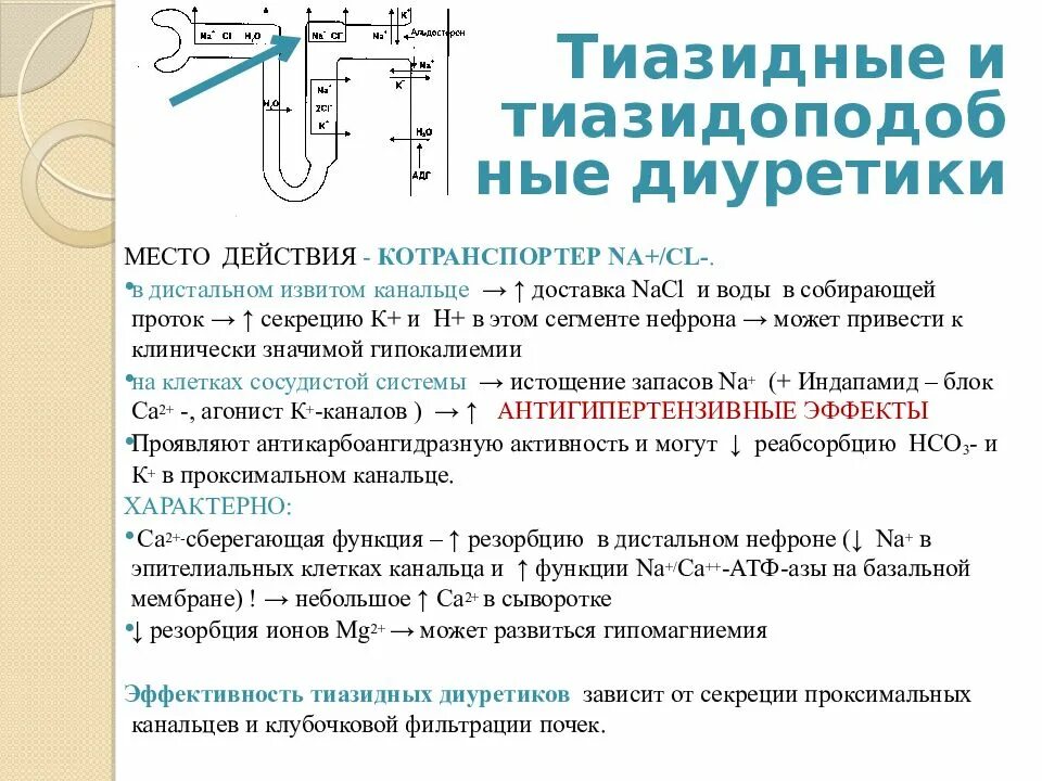 Тиазидные диуретики механизм действия. Механизм действия тиазидных диуретиков. Механизм действия тиазидных диуретиков схема. Механизм тиазидоподобных диуретиков. Тиазидные диуретики механизм действия.
