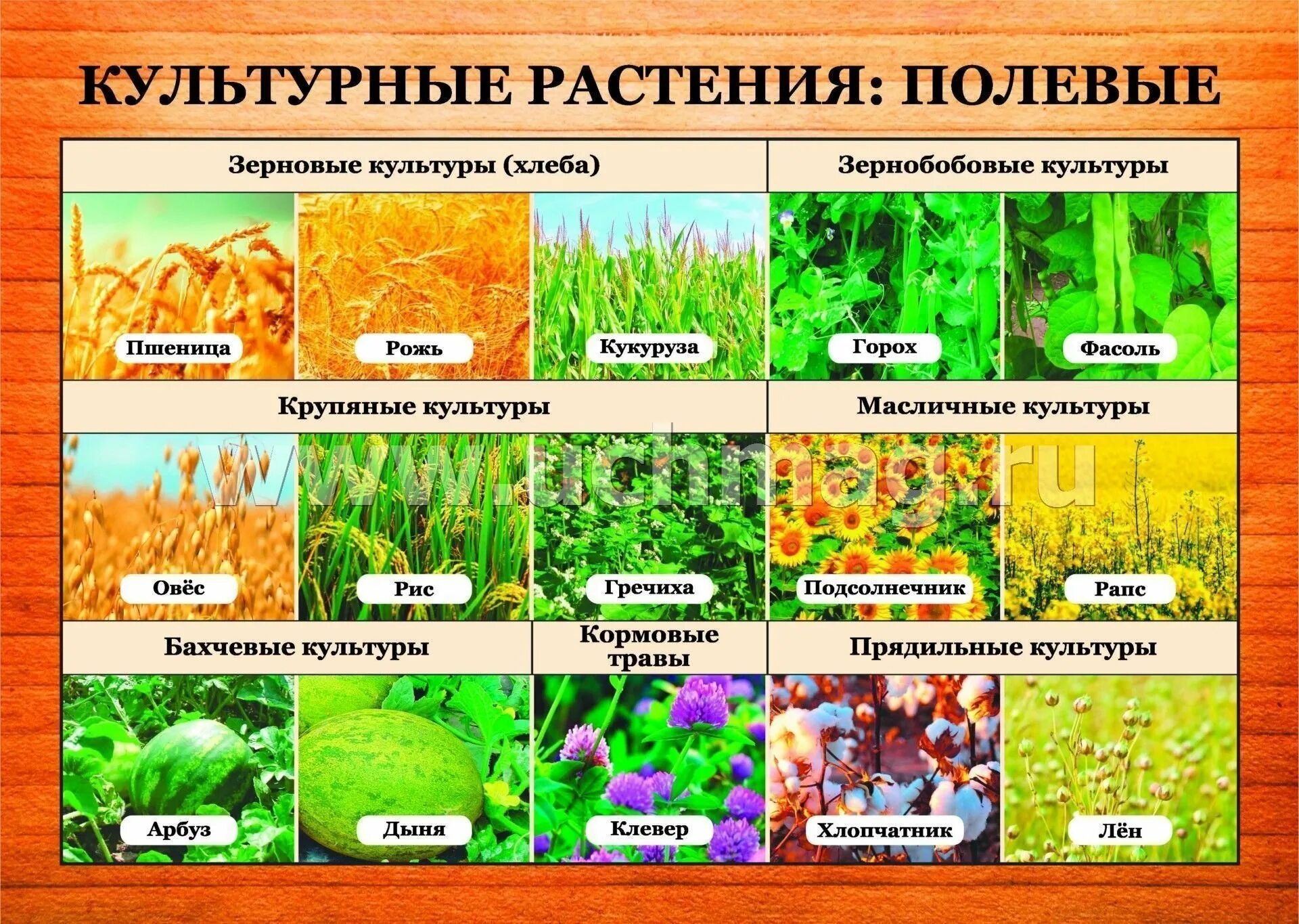 Название группа растений где выращивают. Образцы культурных растений. Культурные растения растения. Полевые культуры растений. Классификация культурных растений.