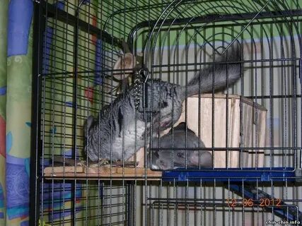 Возраст шиншиллы
