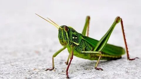 Үлкен киска және анус